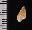 トウガタマラガマイマイ Cochlicella barbarafig.2