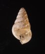 トウガタマラガマイマイ Cochlicella barbarafig.3