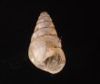 トウガタマラガマイマイ Cochlicella barbarafig.1