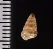 トウガタマラガマイマイ Cochlicella barbarafig.2