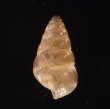 トウガタマラガマイマイ Cochlicella barbarafig.3