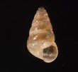 トウガタマラガマイマイ Cochlicella barbarafig.1