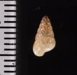 トウガタマラガマイマイ Cochlicella barbarafig.2