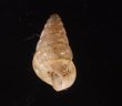 トウガタマラガマイマイ Cochlicella barbarafig.3