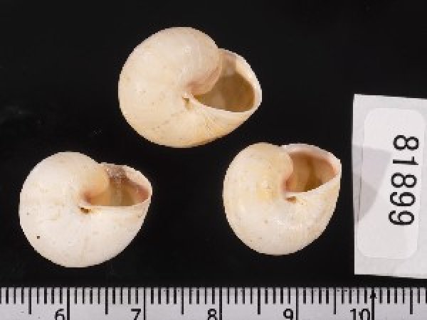 画像2: ムチウチコマイマイ (2)