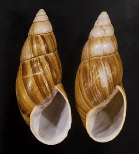 画像1: オオフデマイマイ  SALE! (1)