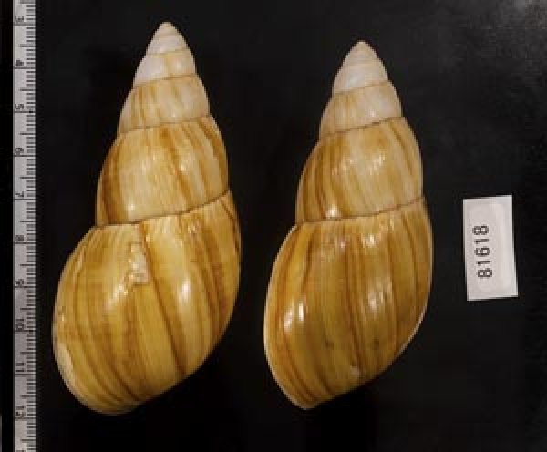 画像2: オオフデマイマイ  SALE! (2)