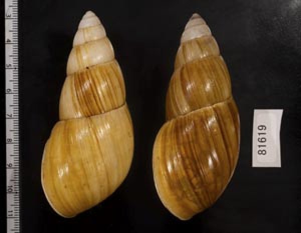 画像2: オオフデマイマイ  SALE! (2)