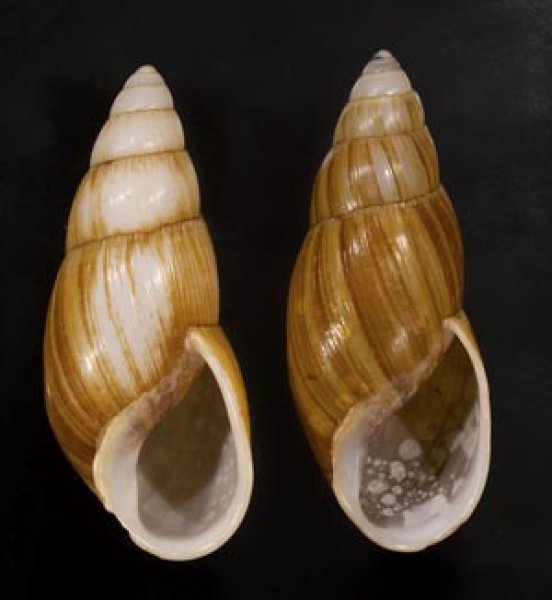 画像1: オオフデマイマイ  SALE! (1)