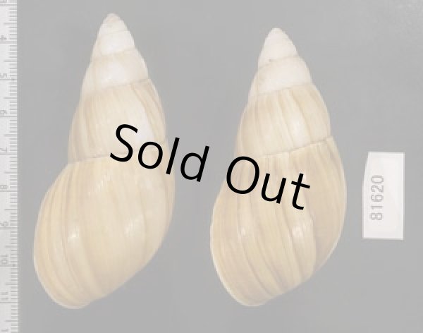 画像2: オオフデマイマイ  SALE! (2)