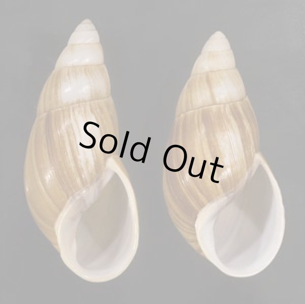 画像1: オオフデマイマイ  SALE! (1)