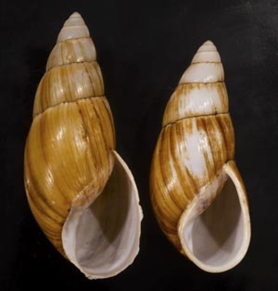 画像1: オオフデマイマイ  SALE! (1)