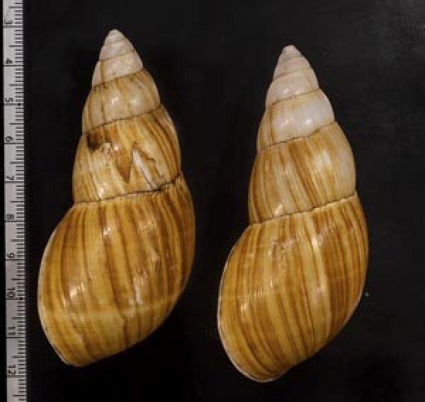 画像2: オオフデマイマイ  SALE! (2)