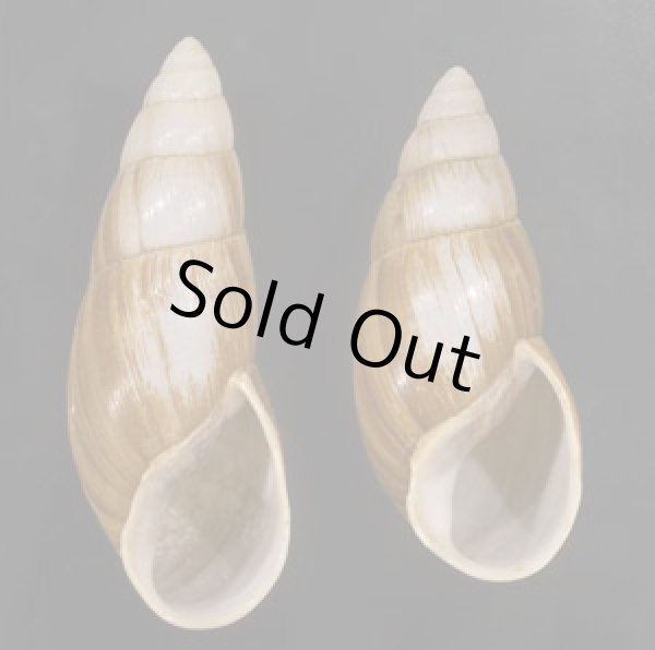 画像1: オオフデマイマイ  SALE! (1)