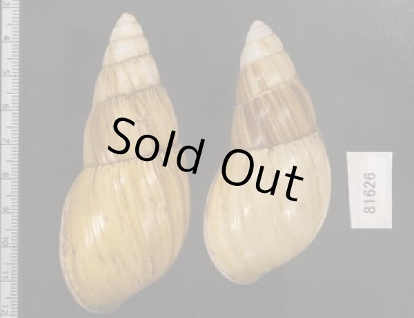 画像2: オオフデマイマイ  SALE! (2)