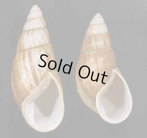 画像1: オオフデマイマイ  SALE! (1)