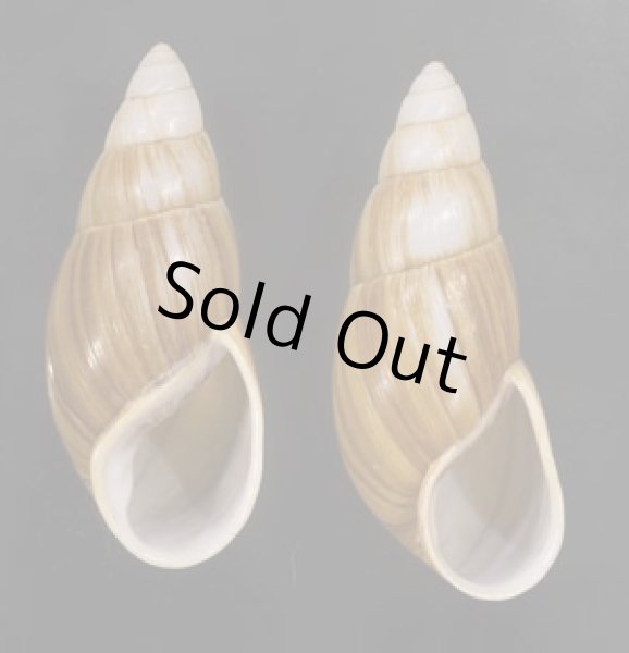 画像1: オオフデマイマイ  SALE! (1)