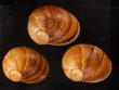 エイコウヤッコマイマイ Helicophanta gloriosafig.1
