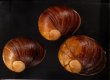 エイコウヤッコマイマイ Helicophanta gloriosafig.1