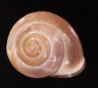 モリノオウシュウマイマイ Cepaea nemoralisfig.1