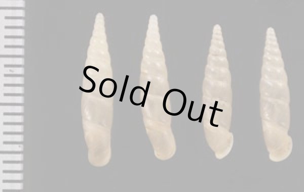 画像2: スグヒダギセル  SALE! (2)