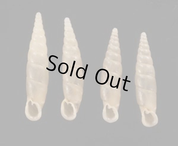 画像1: スグヒダギセル  SALE! (1)