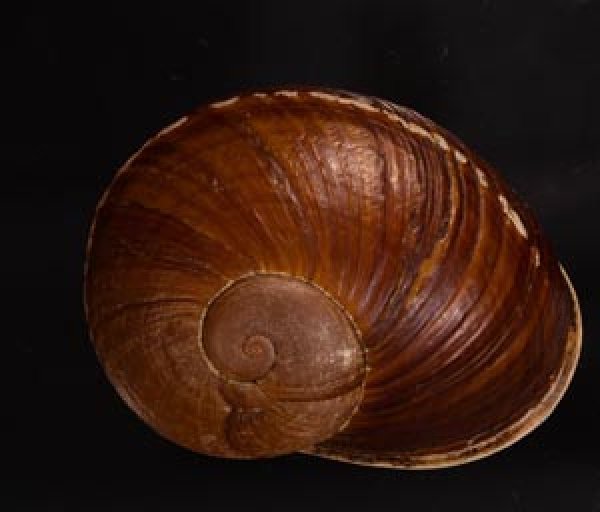 ボウコウヤッコマイマイ Helicophanta vesicalisfig.1