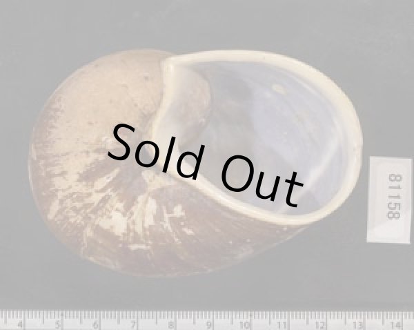 画像3: ボウコウヤッコマイマイ (3)