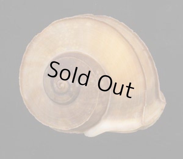 画像2: ワダチヤマタマキビ (2)