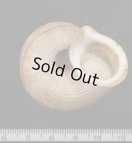 画像3: ワダチヤマタマキビ (3)