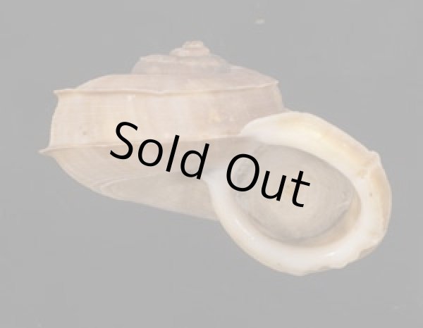 画像1: ワダチヤマタマキビ (1)