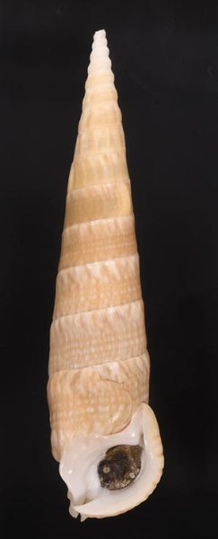 ユウビタケノコカニモリ Pseudovertagus nobilisfig.1