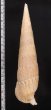ユウビタケノコカニモリ Pseudovertagus nobilisfig.2