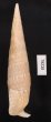 ユウビタケノコカニモリ Pseudovertagus nobilisfig.3