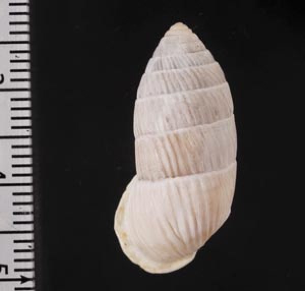 画像2: クリイロオオタワラxカシノミオオタワラ (2)