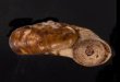 ヒラアツブタガイ Cyclotus discoideusfig.2