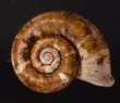 ヒラアツブタガイ Cyclotus discoideusfig.1