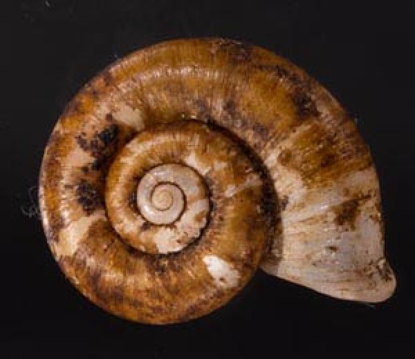 ヒラアツブタガイ Cyclotus discoideusfig.1