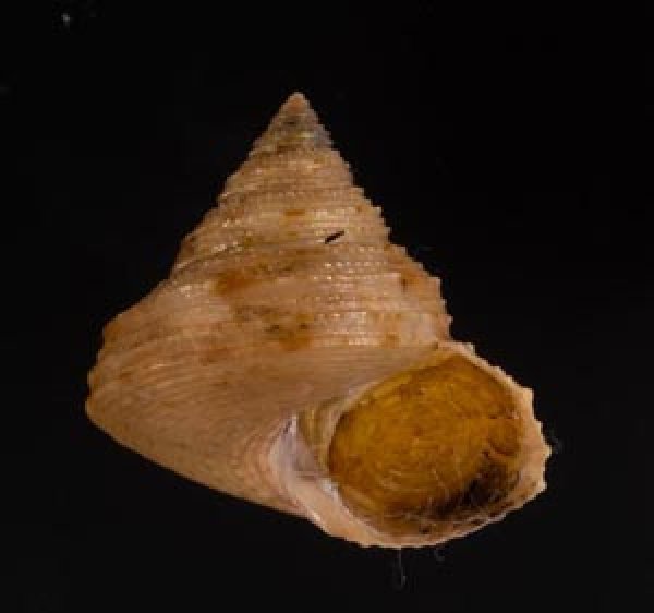 コシタカエビス Calliostoma consorsfig.1