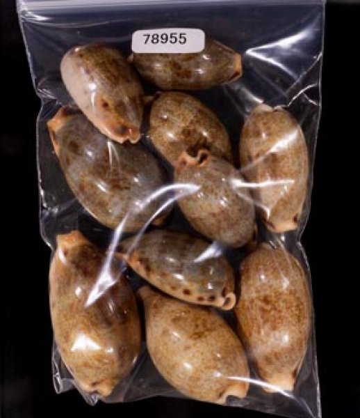 ナガカバフダカラ Erronea caurica elongatafig.1