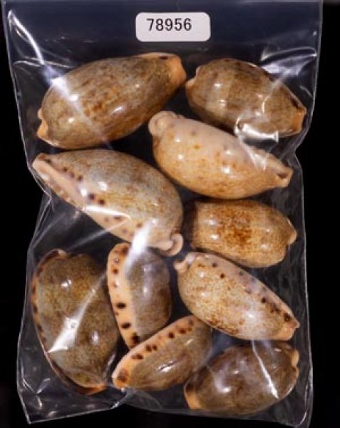 ナガカバフダカラ Erronea caurica elongatafig.1
