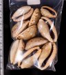 ナガカバフダカラ Erronea caurica elongatafig.2