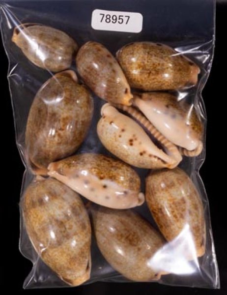 ナガカバフダカラ Erronea caurica elongatafig.1