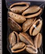 ナガカバフダカラ Erronea caurica elongatafig.2