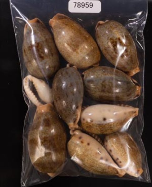 ナガカバフダカラ Erronea caurica elongatafig.1