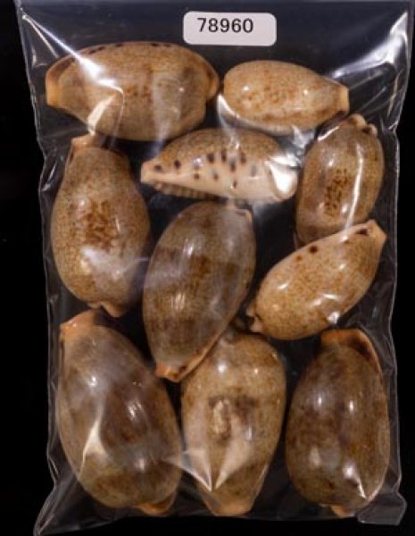 ナガカバフダカラ Erronea caurica elongatafig.1