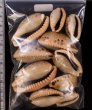 ナガカバフダカラ Erronea caurica elongatafig.2