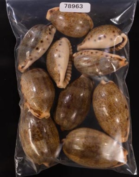 ナガカバフダカラ Erronea caurica elongatafig.1