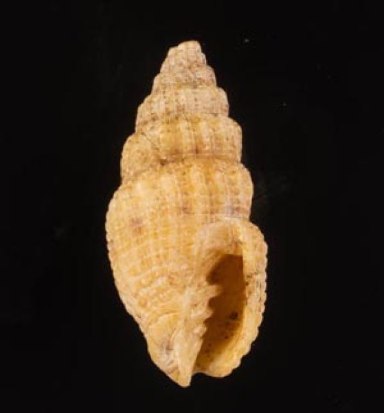 ハマヅトガイ cf. Vexillum exasperatumfig.1