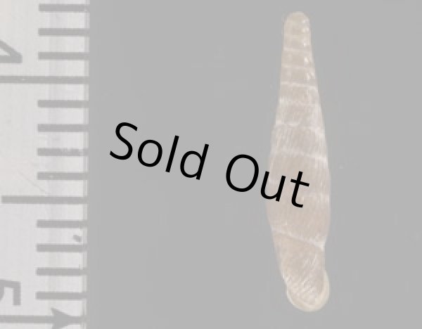 画像2: フィロサギセル (仮称) (2)